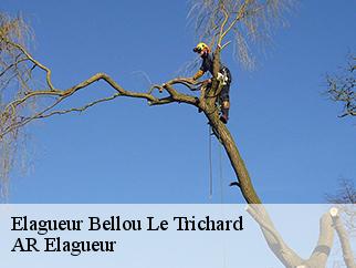 Elagueur  bellou-le-trichard-61130 Entreprise KIVIG, Elagage express 61