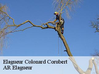 Elagueur colonard-corubert-61340 Entreprise KIVIG, Elagage express 61
