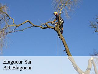 Elagueur sai-61200 Entreprise KIVIG, Elagage express 61