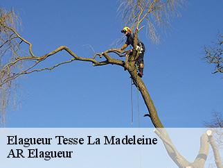 Elagueur tesse-la-madeleine-61140 AR Elagueur