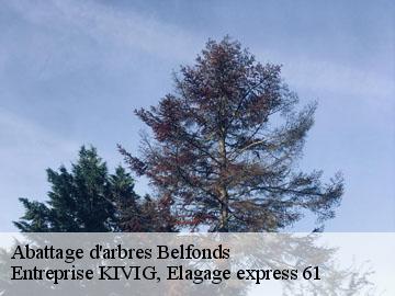 Abattage d'arbres  belfonds-61500 Entreprise KIVIG, Elagage express 61