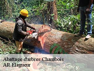 Abattage d'arbres  chambois-61160 AR Elagueur