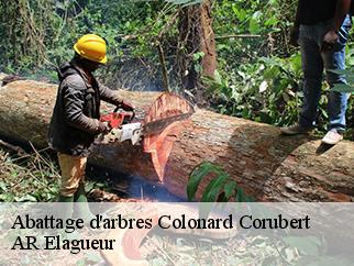Abattage d'arbres  colonard-corubert-61340 AR Elagueur