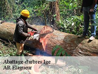 Abattage d'arbres ige-61130 AR Elagueur