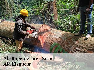 Abattage d'arbres sure-61360 AR Elagueur