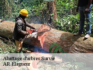 Abattage d'arbres  survie-61310 AR Elagueur
