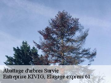 Abattage d'arbres  survie-61310 Entreprise KIVIG, Elagage express 61