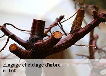 Elagage et etetage d'arbre  61160