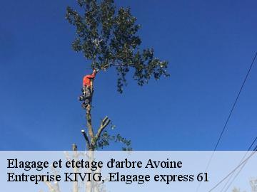 Elagage et etetage d'arbre  avoine-61150 Entreprise KIVIG, Elagage express 61