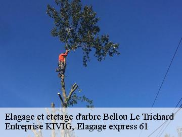 Elagage et etetage d'arbre  bellou-le-trichard-61130 Entreprise KIVIG, Elagage express 61