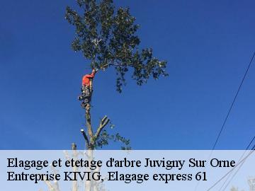 Elagage et etetage d'arbre  juvigny-sur-orne-61200 Entreprise KIVIG, Elagage express 61