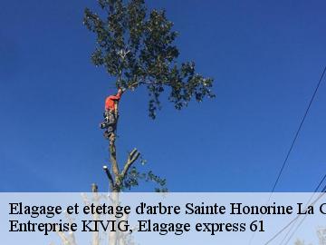 Elagage et etetage d'arbre  sainte-honorine-la-guillaume-61210 Entreprise KIVIG, Elagage express 61
