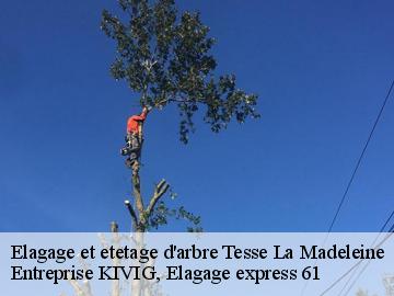 Elagage et etetage d'arbre  tesse-la-madeleine-61140 Entreprise KIVIG, Elagage express 61