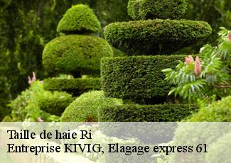 Taille de haie  ri-61210 Entreprise KIVIG, Elagage express 61