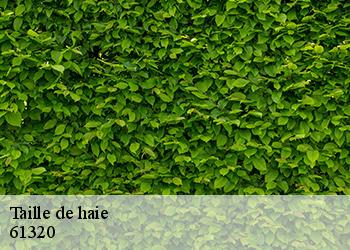 Taille de haie 61320