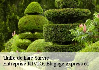 Taille de haie  survie-61310 Entreprise KIVIG, Elagage express 61