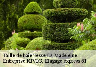 Taille de haie  tesse-la-madeleine-61140 Entreprise KIVIG, Elagage express 61