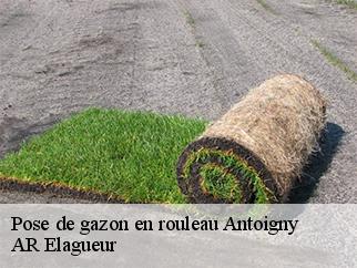 Pose de gazon en rouleau  antoigny-61410 AR Elagueur