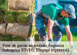 Pose de gazon en rouleau  auguaise-61270 Entreprise KIVIG, Elagage express 61
