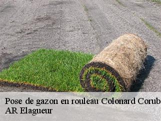 Pose de gazon en rouleau colonard-corubert-61340 AR Elagueur